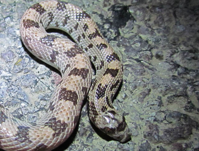 Spotted Leafnose Snake
